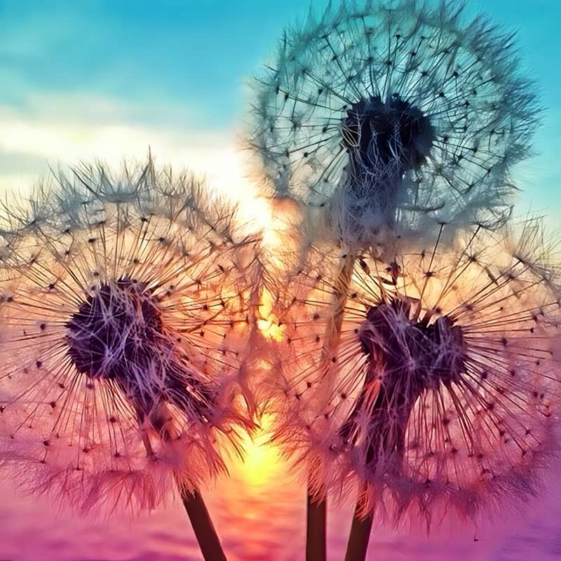 Dandelions In A Sunset Jigsaw Puzzle