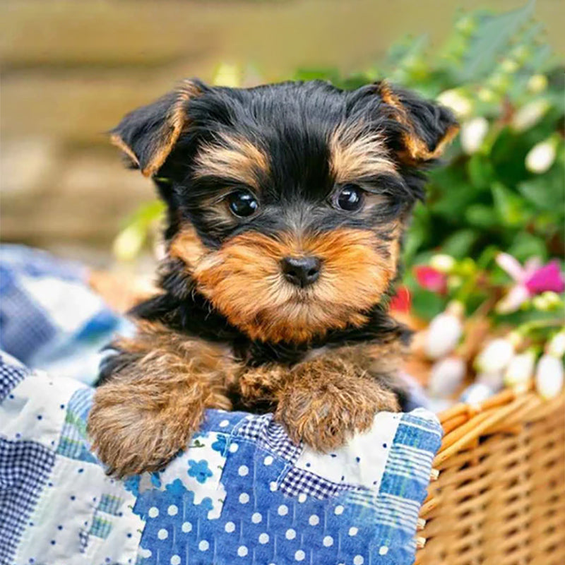 Dog In A Basket Jigsaw Puzzle