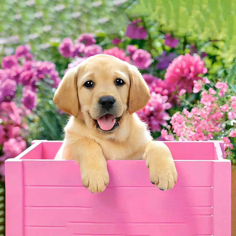 Dog In A Pink Box Jigsaw Puzzle