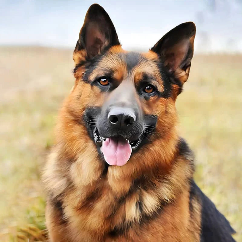 German Sheppard Jigsaw Puzzle