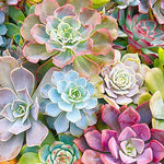 Load image into Gallery viewer, Hen &amp; Chicks Flowers Jigsaw Puzzle
