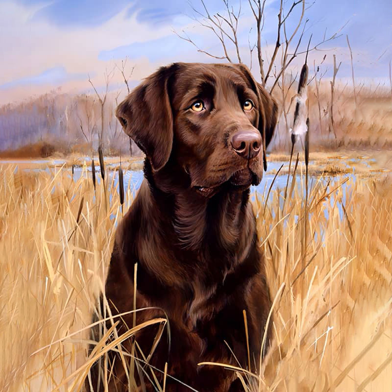 Labrador In A Field Jigsaw Puzzle