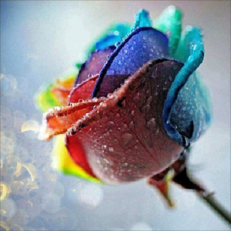 Rainbow Dewy Rose Jigsaw Puzzle