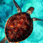 Load image into Gallery viewer, Swimming Sea Turtle Jigsaw Puzzle
