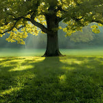 Load image into Gallery viewer, The Big Tree In Summer Jigsaw Puzzle
