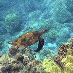 Load image into Gallery viewer, Turtle In Blue Waters Jigsaw Puzzle
