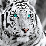 Load image into Gallery viewer, White Tiger Jigsaw Puzzle
